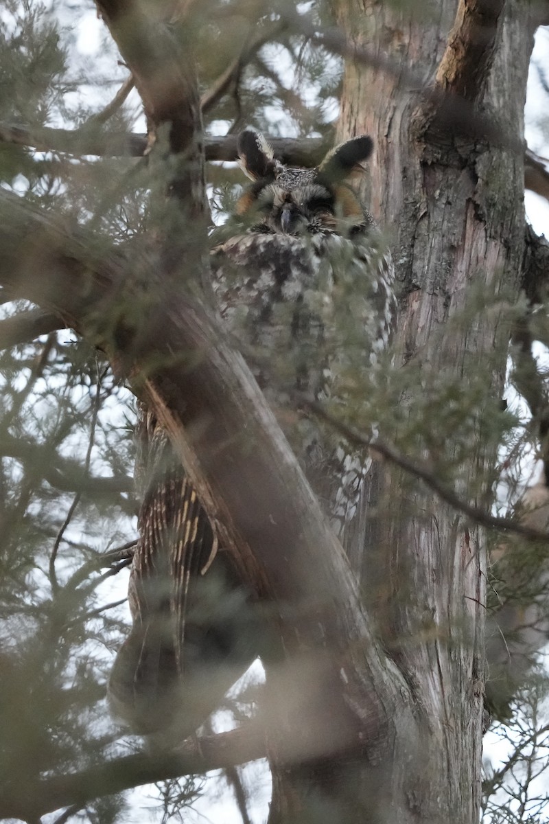 Long-eared Owl - ML630147782