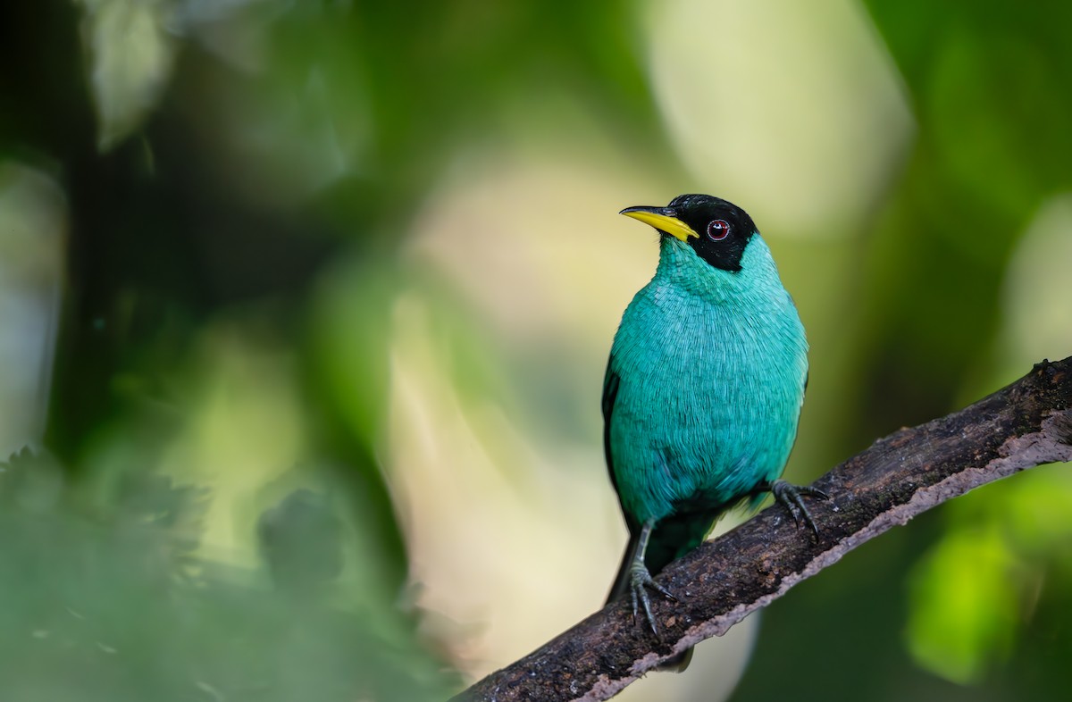 Green Honeycreeper - Karen 🦉 Szafrajda
