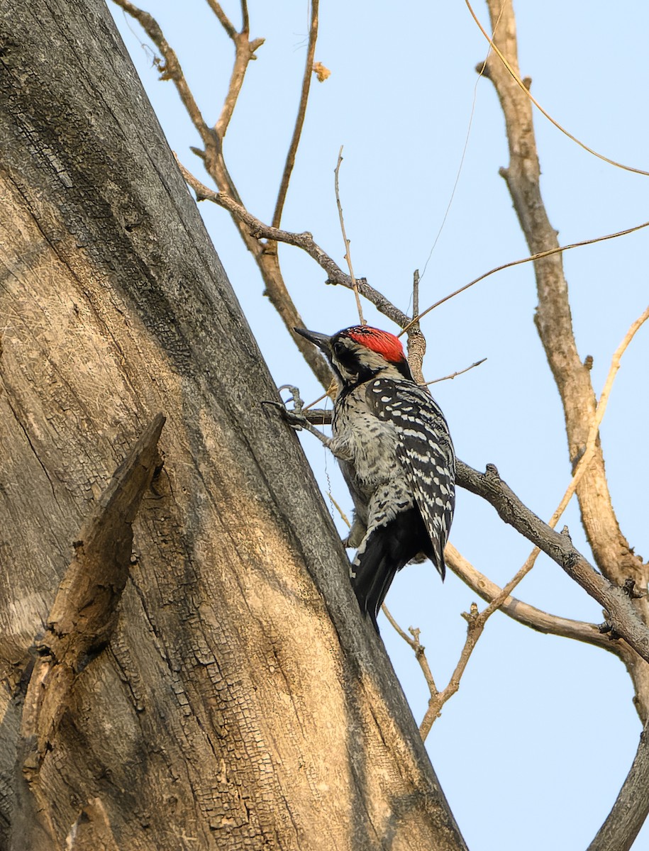 Ladder-backed Woodpecker - ML630148078