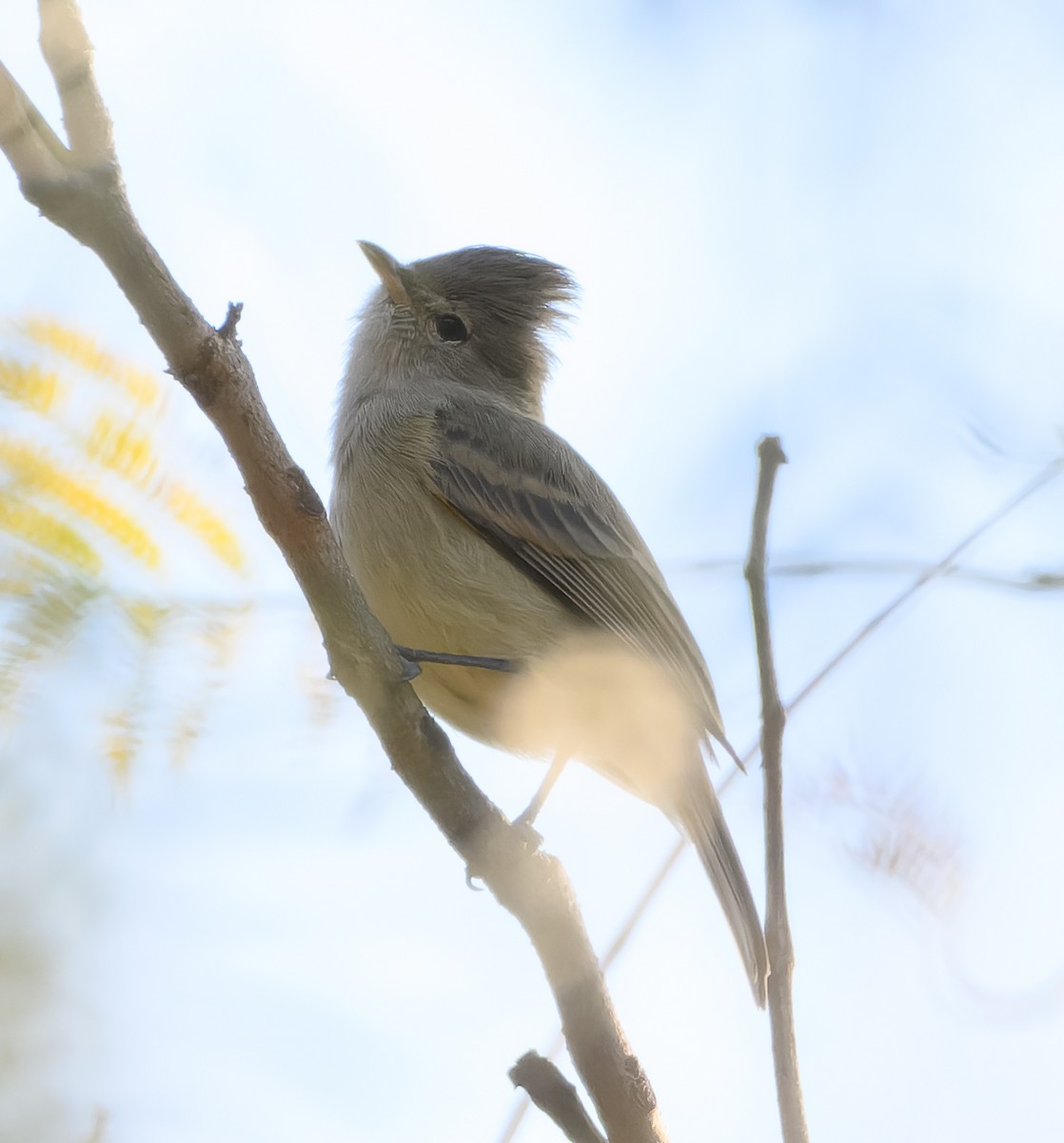 Northern Beardless-Tyrannulet - ML630148084