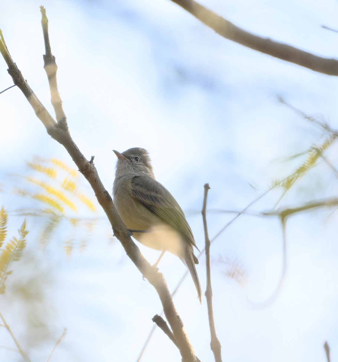 Northern Beardless-Tyrannulet - ML630148085