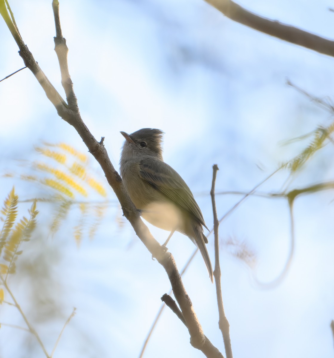Northern Beardless-Tyrannulet - ML630148086