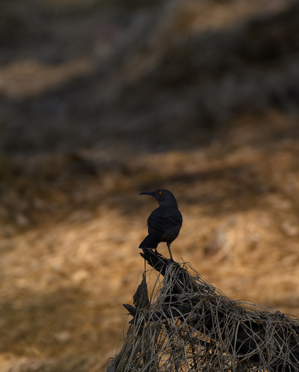 Curve-billed Thrasher - ML630148100