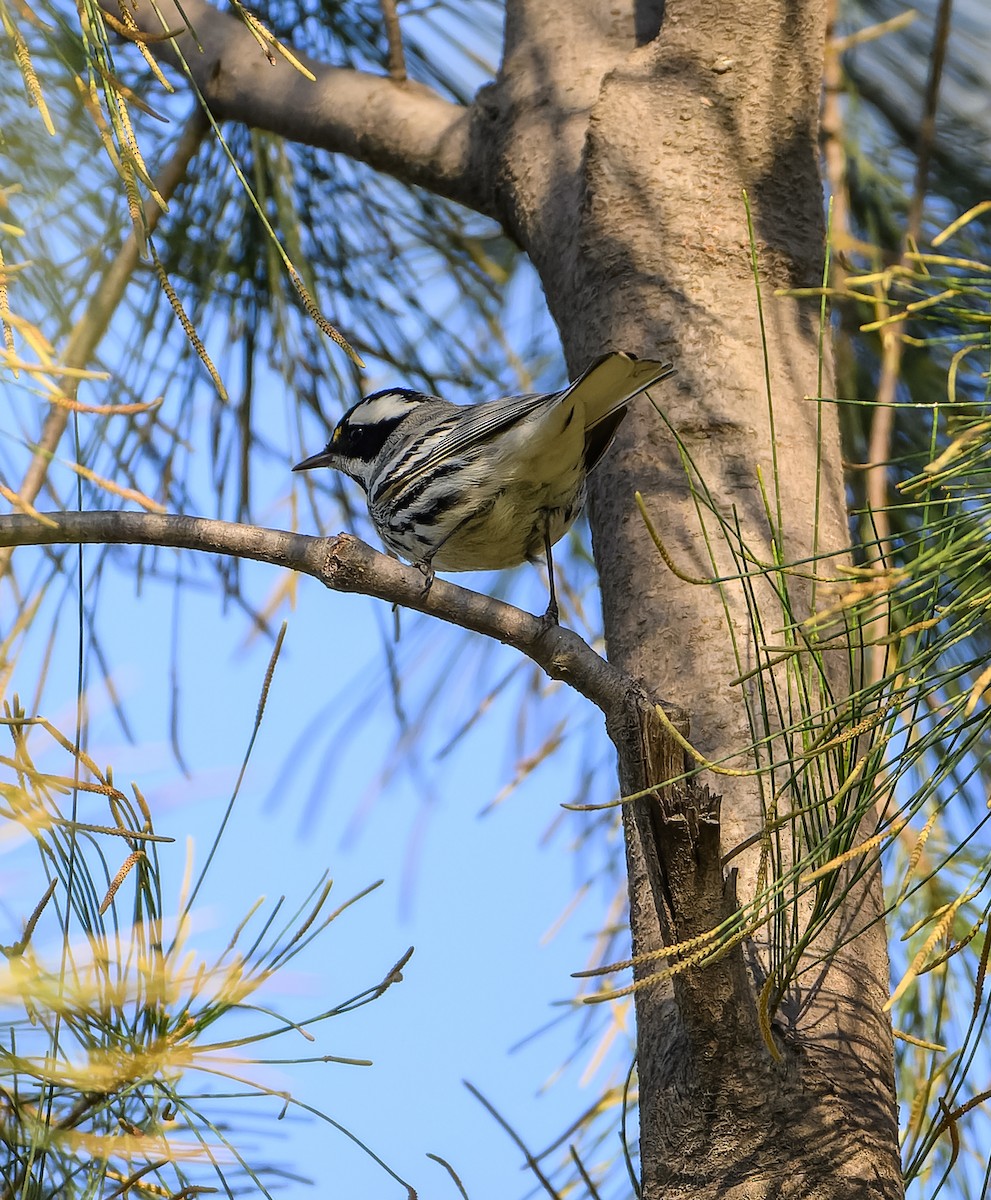 Black-throated Gray Warbler - ML630148116