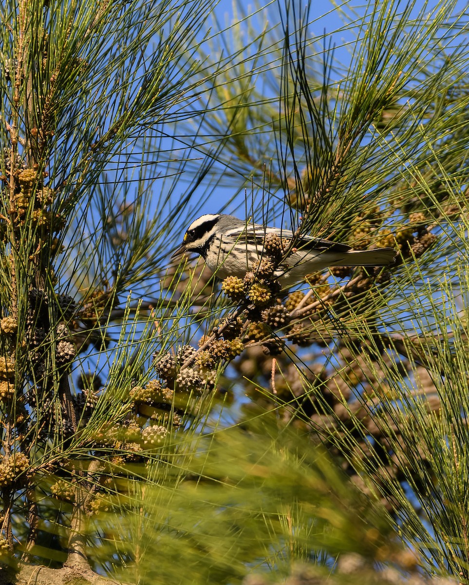 Black-throated Gray Warbler - ML630148117