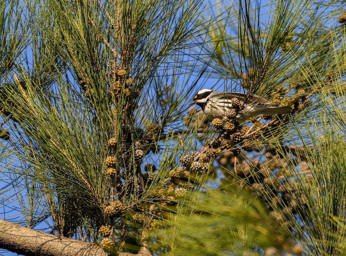 Black-throated Gray Warbler - ML630148118