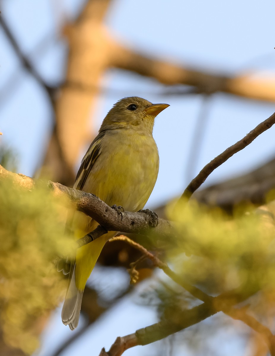 Western Tanager - ML630148134