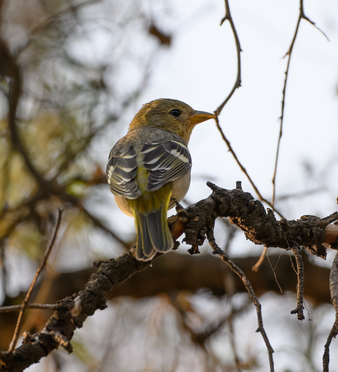 Western Tanager - ML630148141