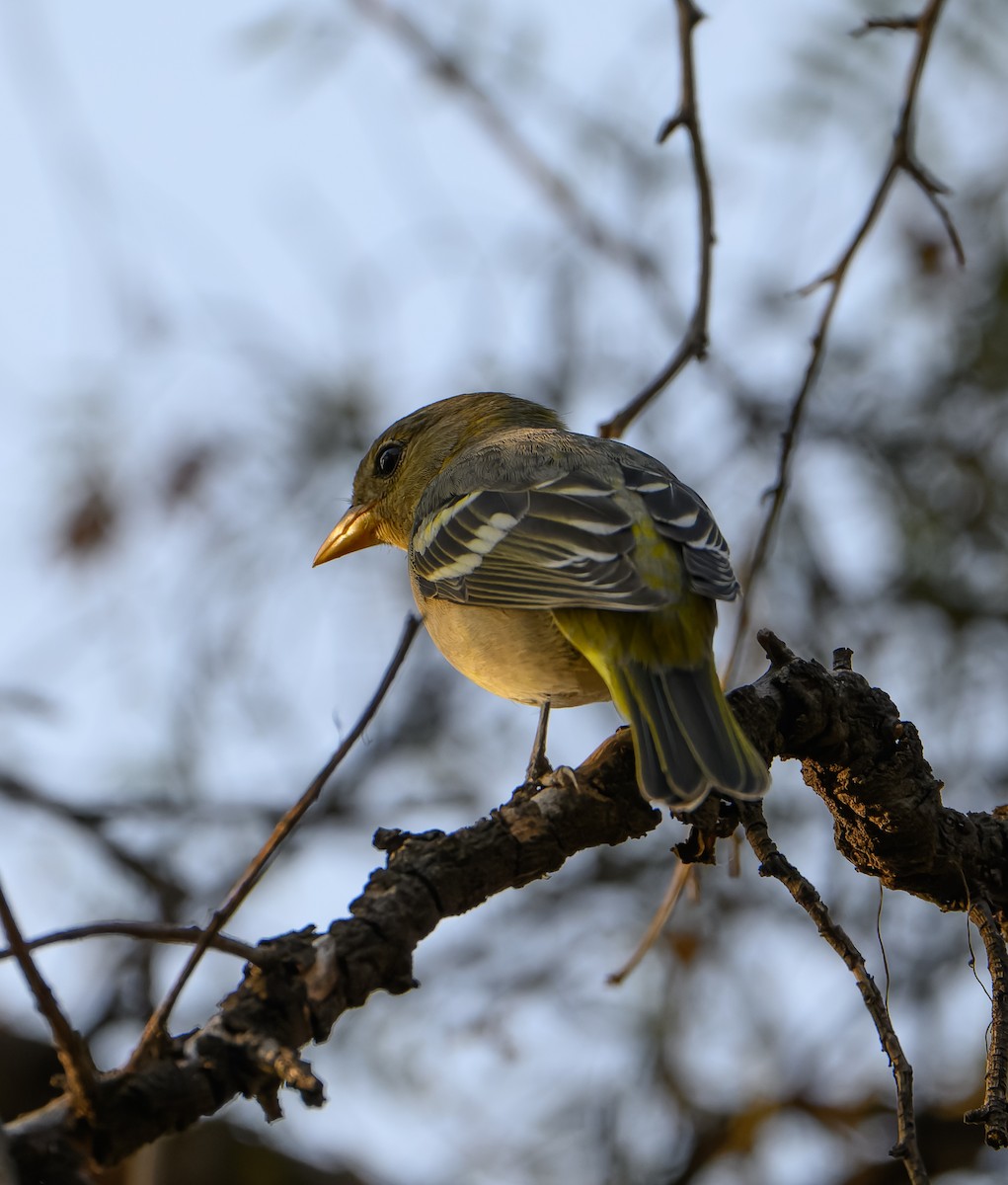 Western Tanager - ML630148143