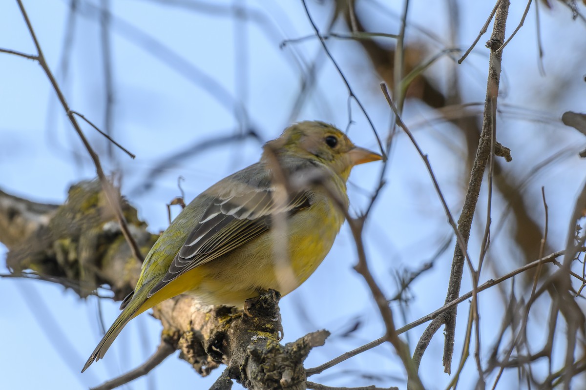 Western Tanager - ML630148152