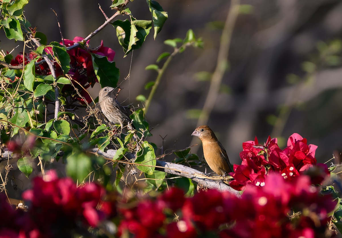 Blue Grosbeak - ML630148162