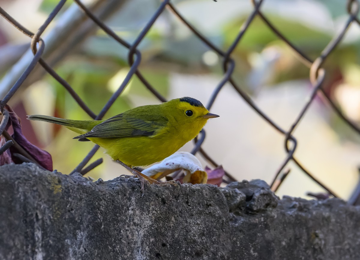 Wilson's Warbler - ML630148189