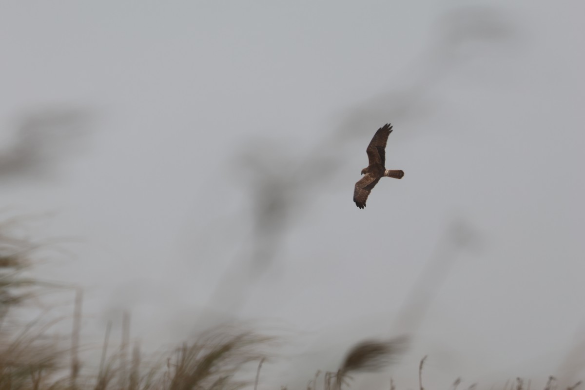 Eastern Marsh Harrier - ML630148193