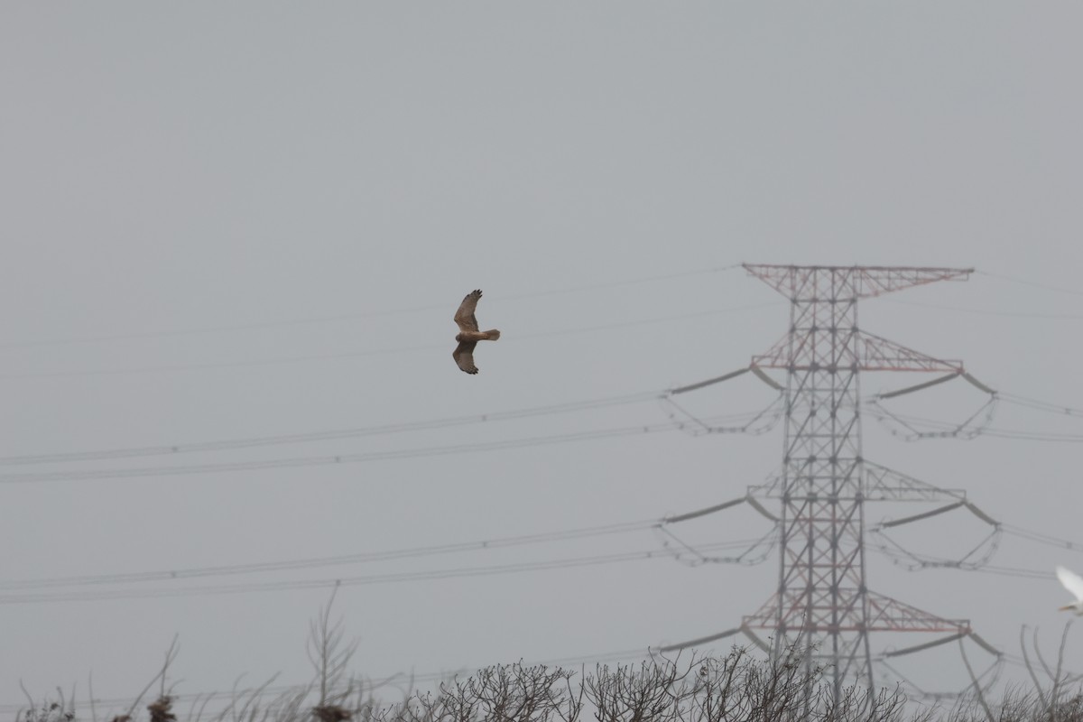 Eastern Marsh Harrier - ML630148194