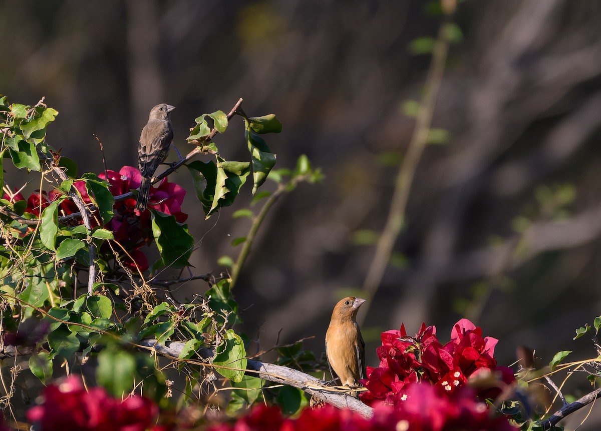Blue Grosbeak - ML630148211