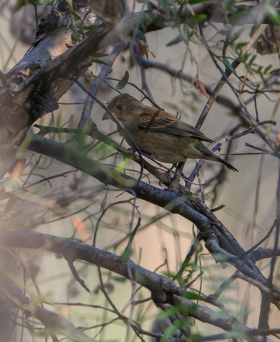 Indigo Bunting - ML630148282