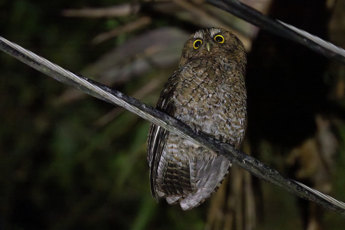Bare-shanked Screech-Owl - ML630148293
