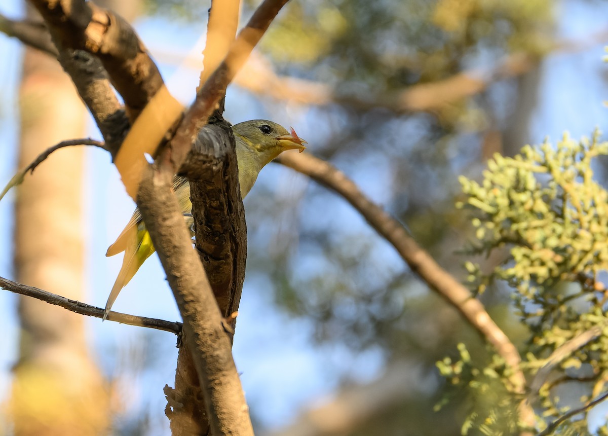 Western Tanager - ML630148311