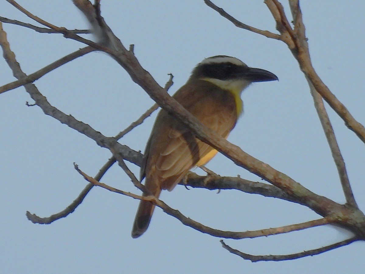 Boat-billed Flycatcher - ML630148329