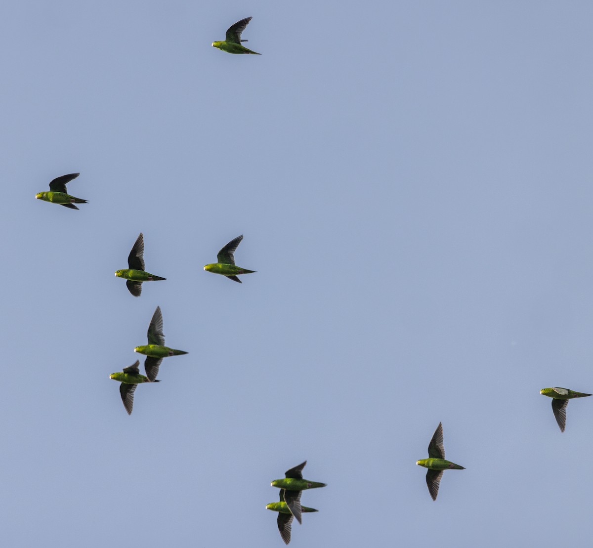 Barred Parakeet - ML630148475