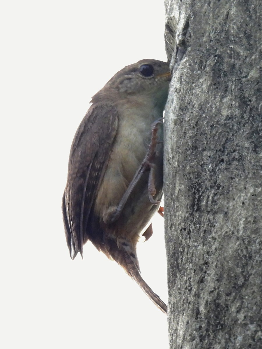 Southern House Wren - ML630148488