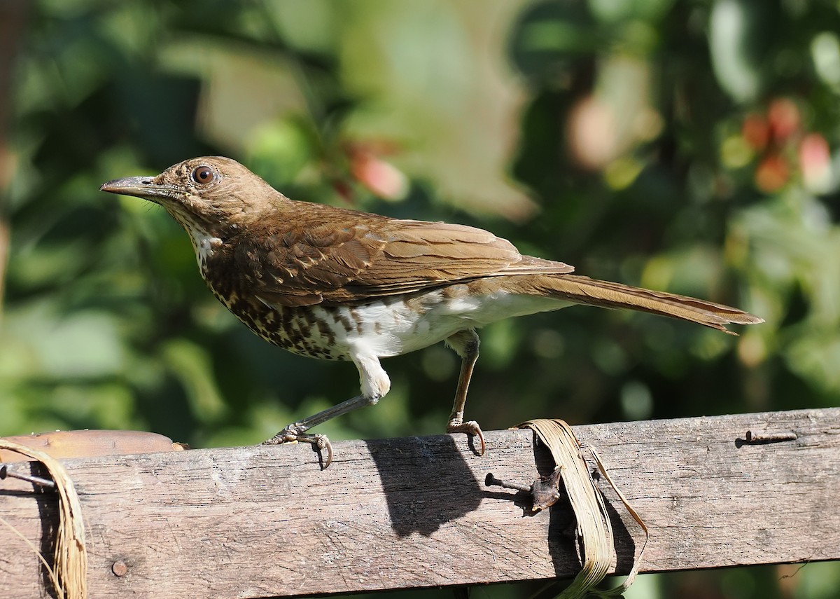 Marañon Thrush - ML630148767
