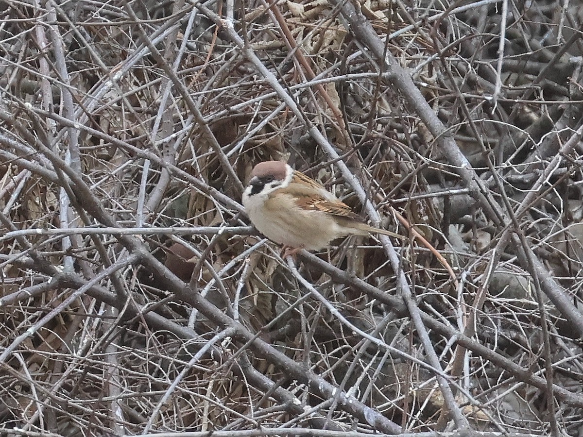 Eurasian Tree Sparrow - ML630148826
