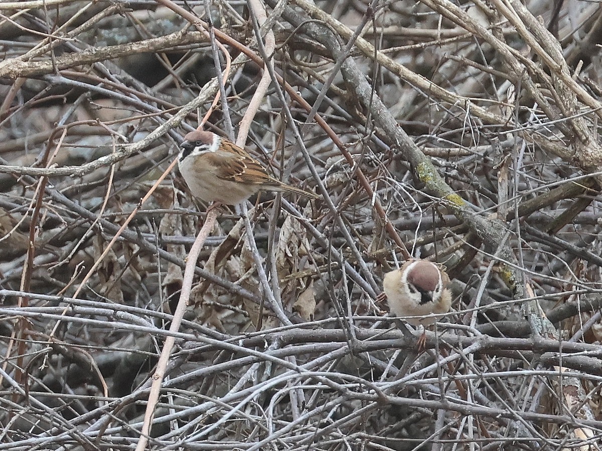 Eurasian Tree Sparrow - ML630148827