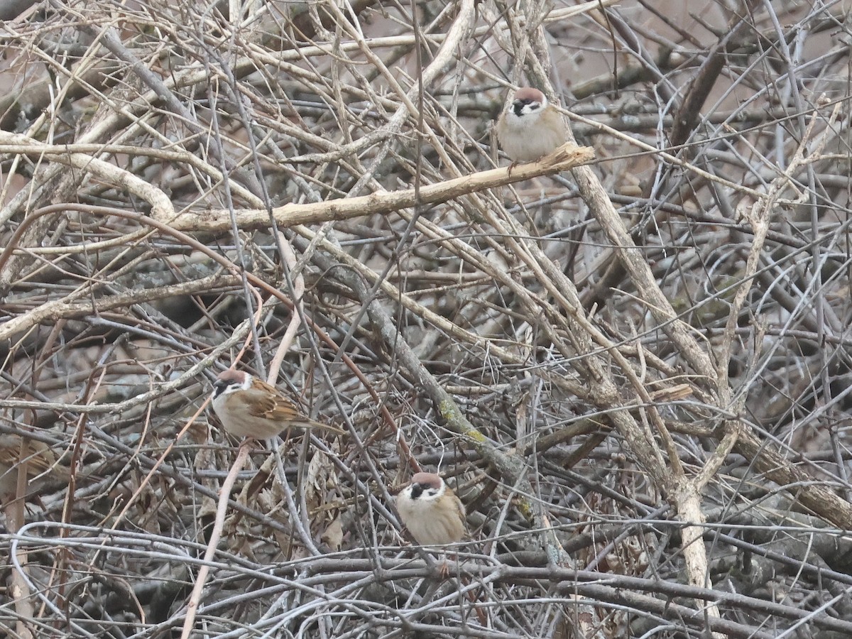 Eurasian Tree Sparrow - ML630148828