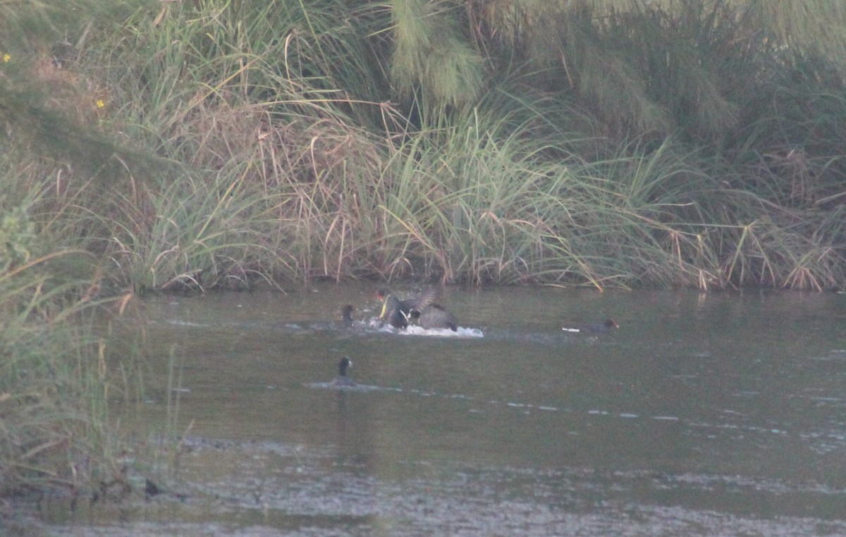 Common Gallinule - ML630148867