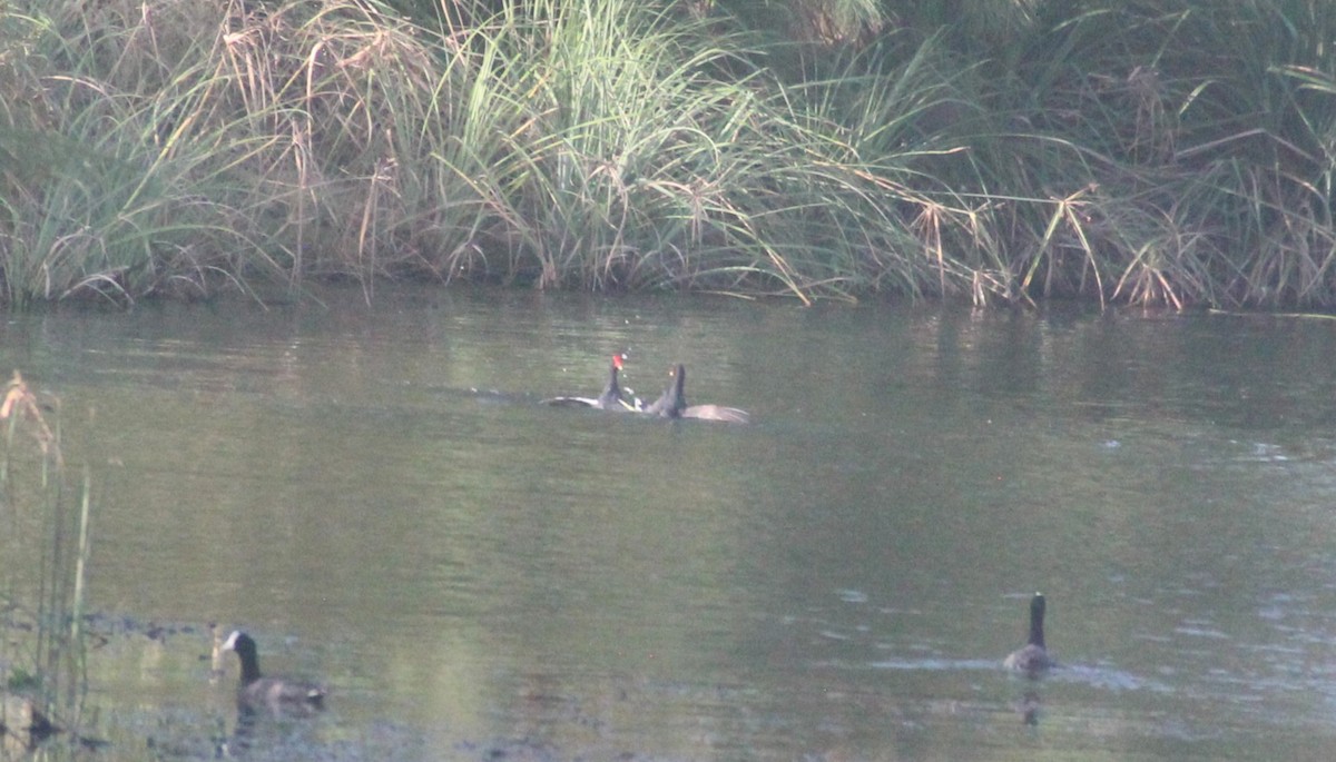 Common Gallinule - ML630148868