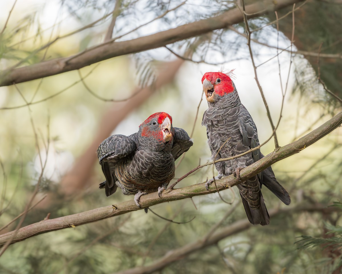 Gang-gang Cockatoo - ML630149037