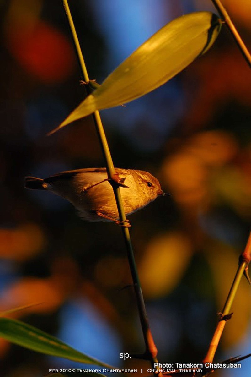 Phylloscopus sp. - Tanakorn Chantasuban