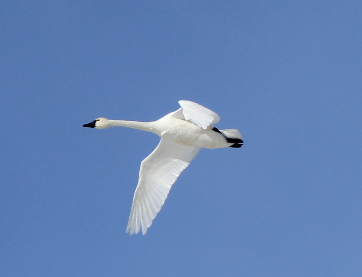 Cygne siffleur - ML630149134