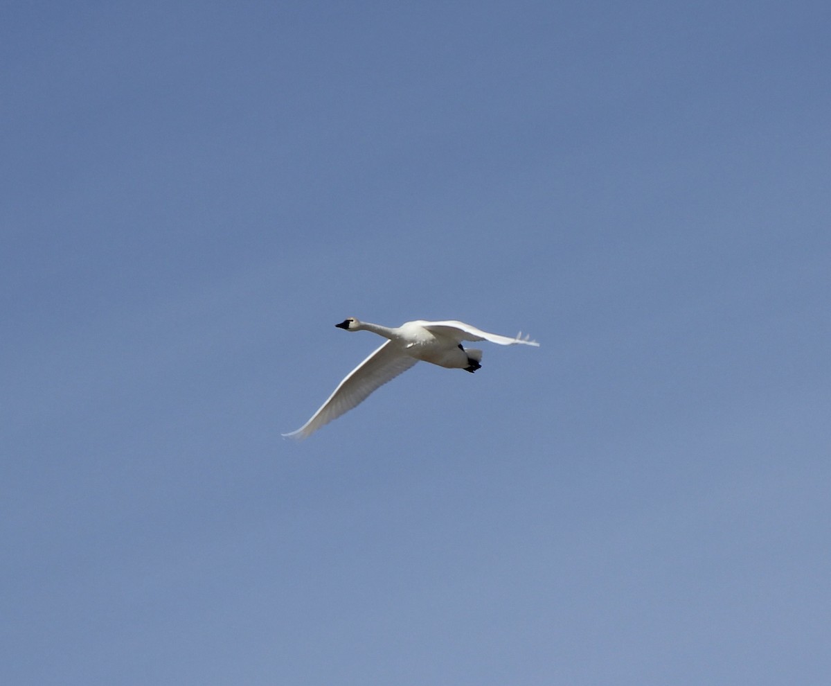 Cygne siffleur - ML630149135