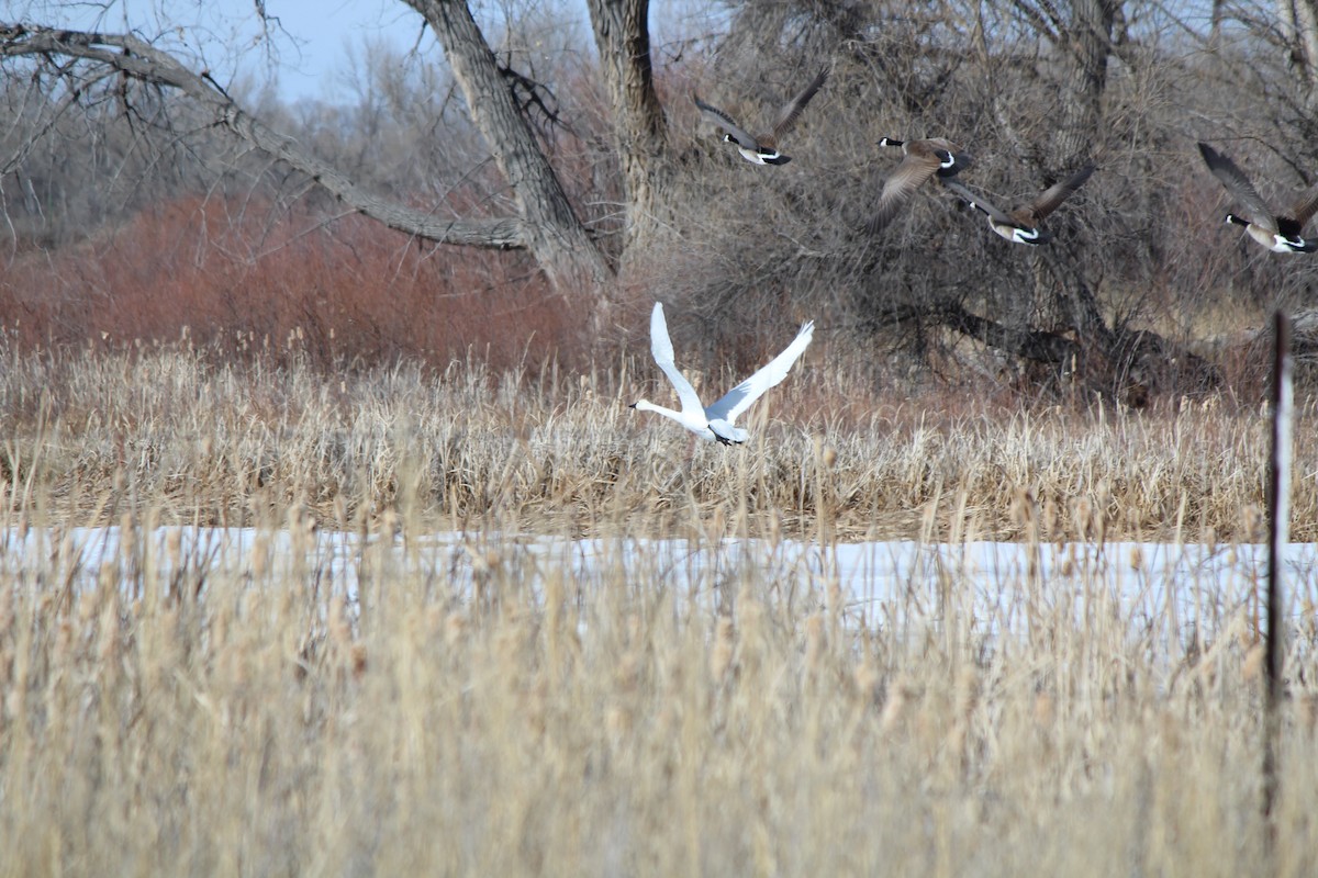 Cygne siffleur - ML630149136