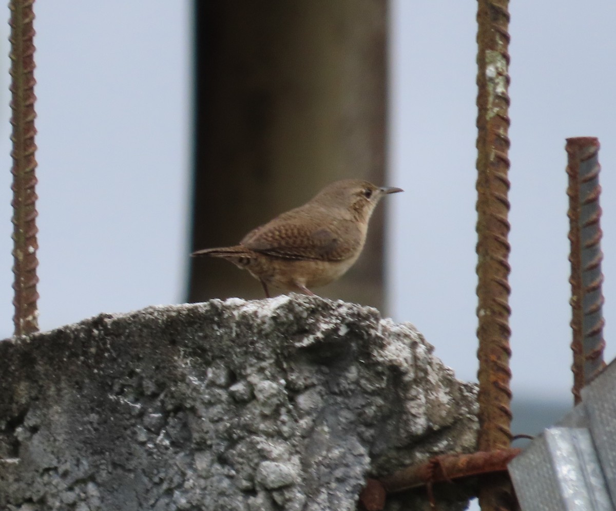 Southern House Wren - ML630149272