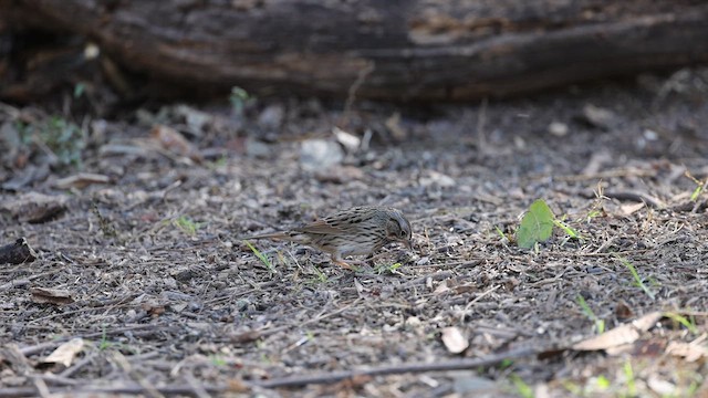 ヒメウタスズメ - ML630149288