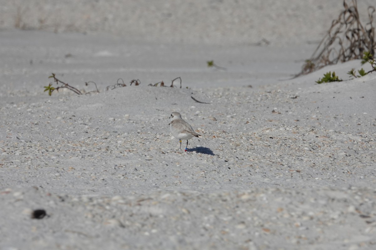 Snowy Plover - ML630149346