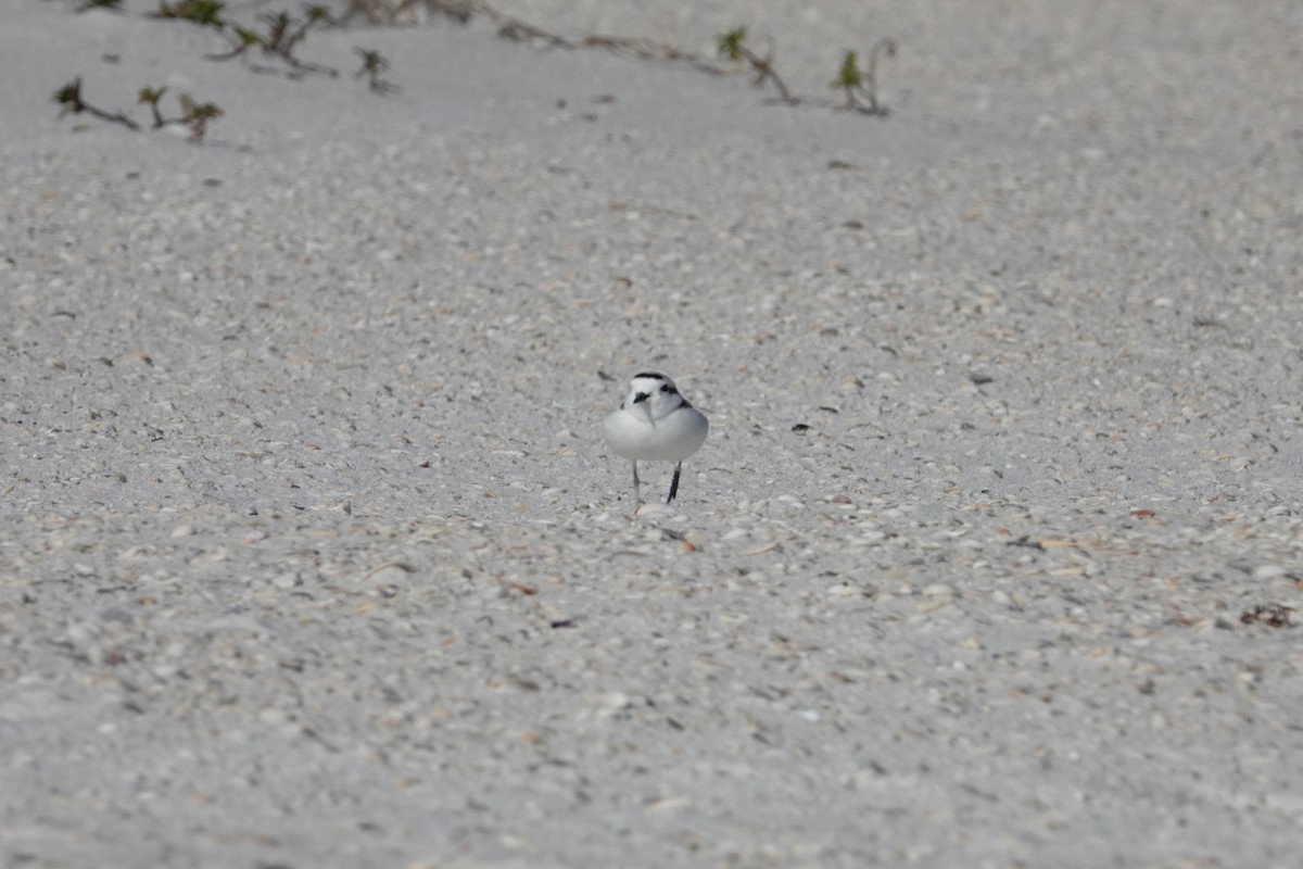 Snowy Plover - ML630149366