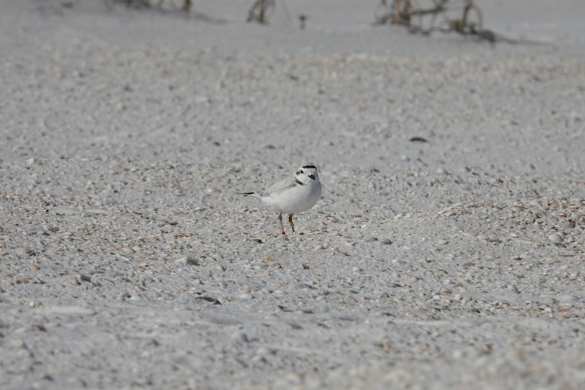 Snowy Plover - ML630149386
