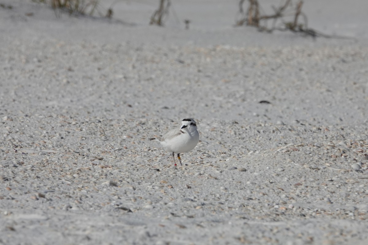 Snowy Plover - ML630149390