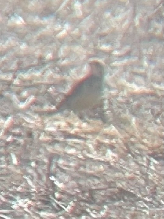 American Pipit - ML630149453