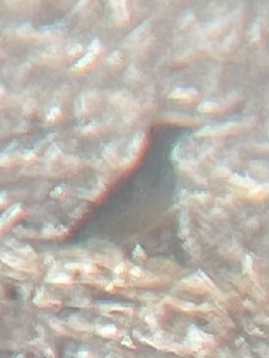 American Pipit - ML630149454