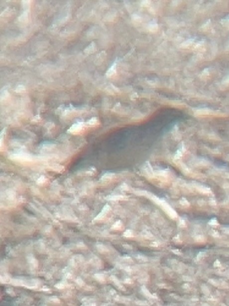 American Pipit - ML630149455