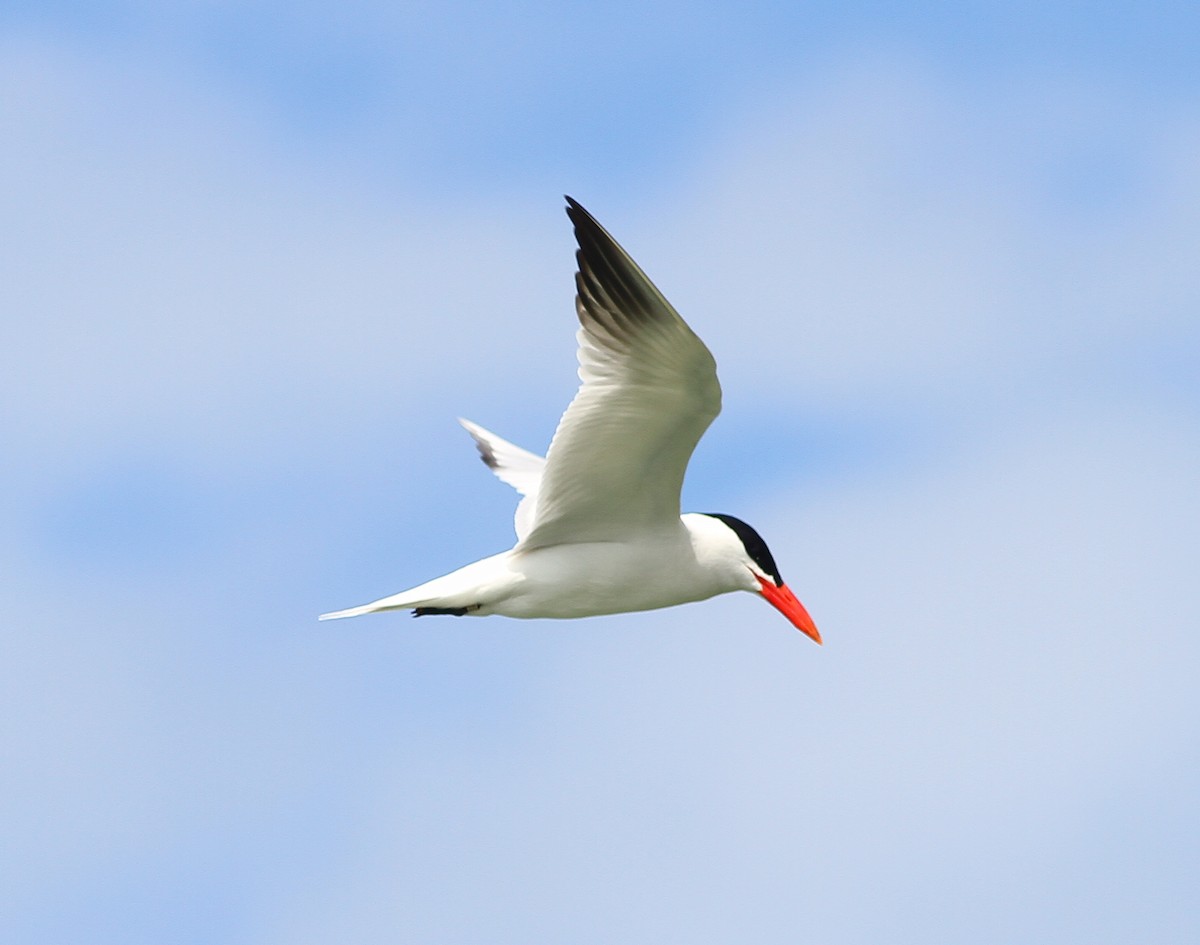 Caspian Tern - ML63014951