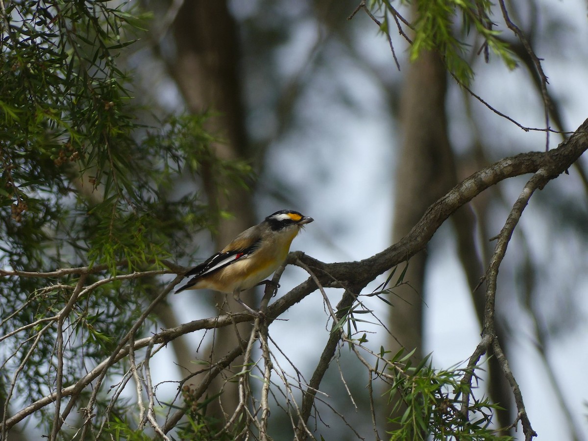 Striated Pardalote - ML630149525