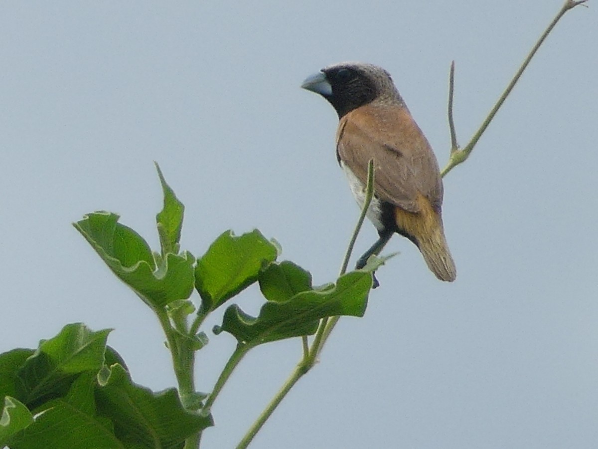 Chestnut-breasted Munia - ML630149544