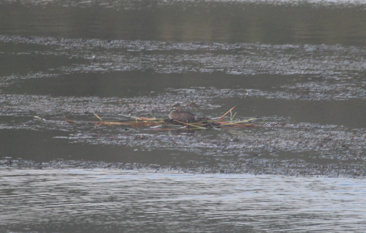 Pied-billed Grebe - ML630149807