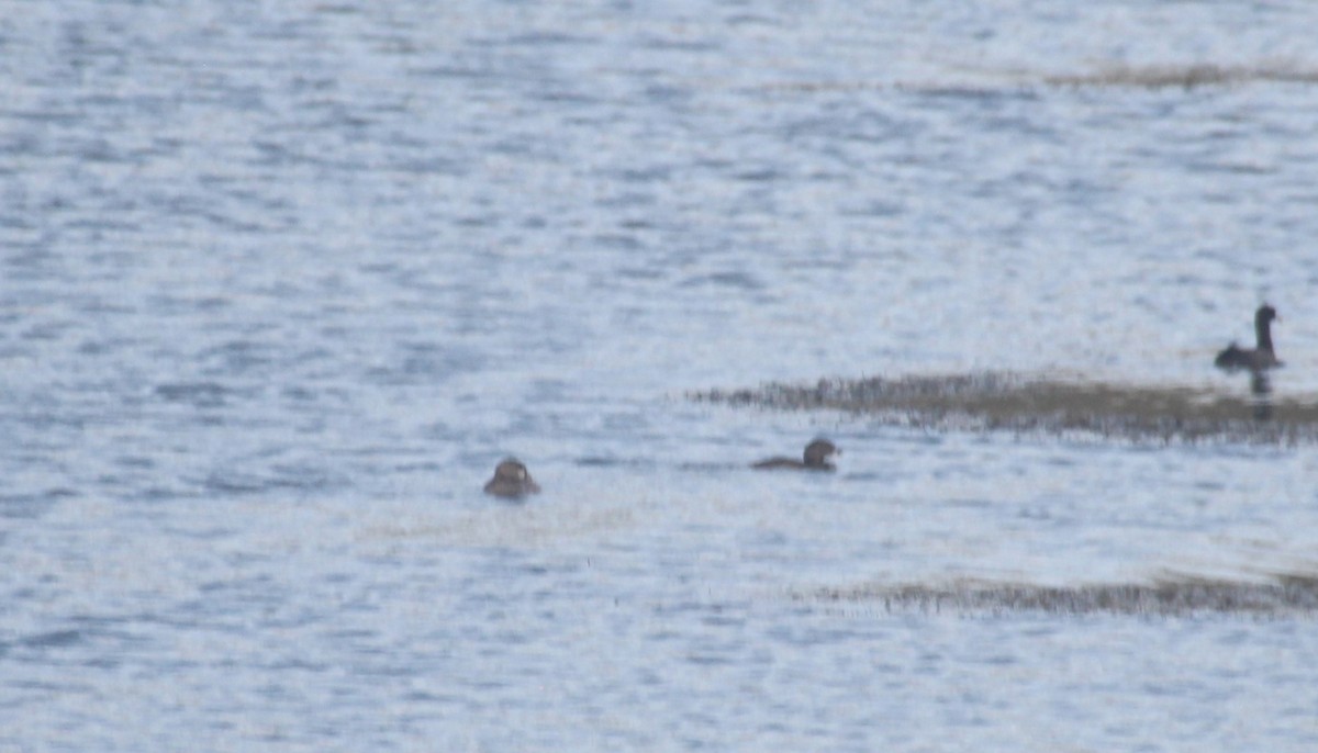 Pied-billed Grebe - ML630149808